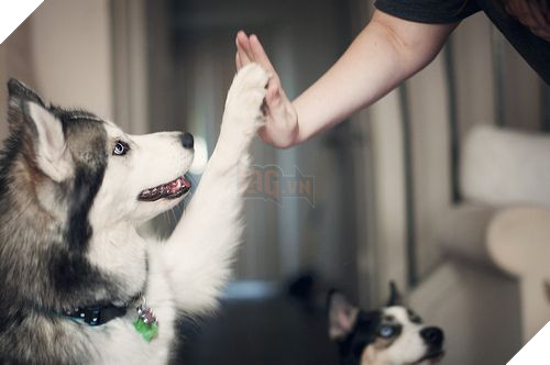 Image result for husky high five