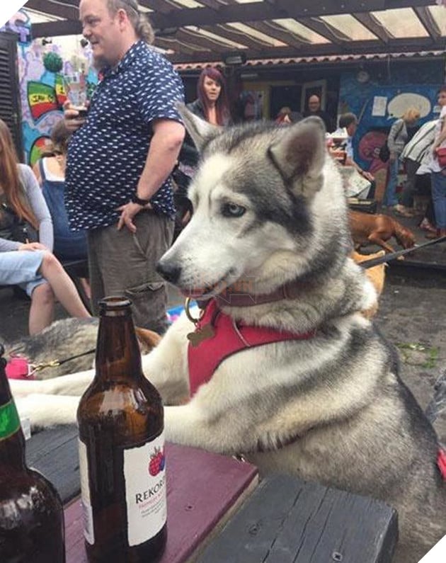 
Chú chó Husky với gương mặt lém lỉnh.