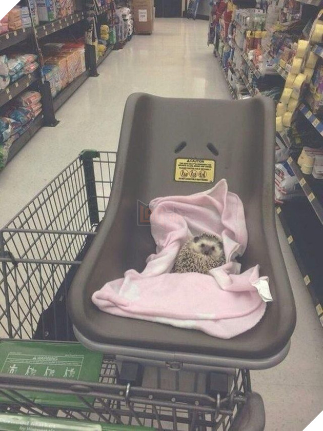 
Nhìn em chút xíu mẹ có yêu không nào.