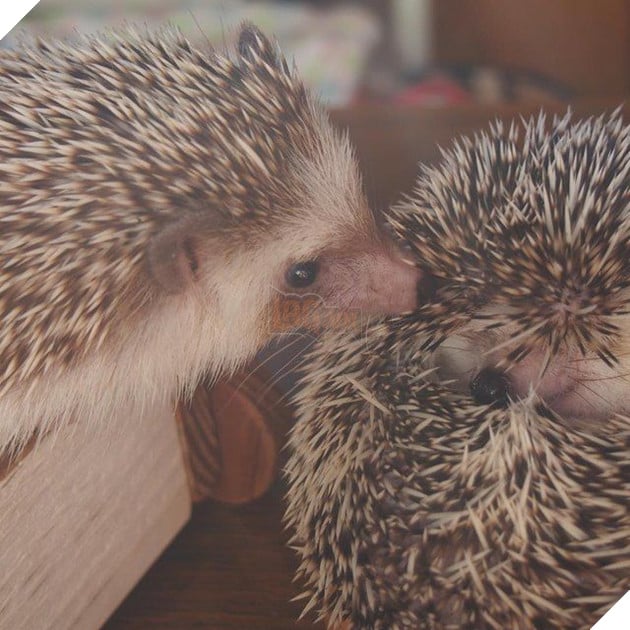 
Nhìn cưng muốn xỉu hà.