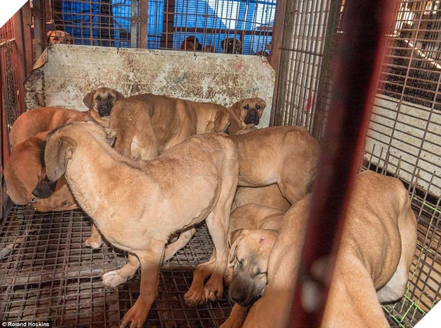 Tai Han Quoc cho lam thit dang khon kho vi bay ban cong khai khien nguoi khac dau long Tại Hàn Quốc chó làm thịt đang khốn khổ vì bầy bán công khai khiến người khác đau lòng