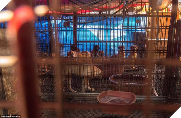 Tai Han Quoc cho lam thit dang khon kho vi bay ban cong khai khien nguoi khac dau long 8 Tại Hàn Quốc chó làm thịt đang khốn khổ vì bầy bán công khai khiến người khác đau lòng 8