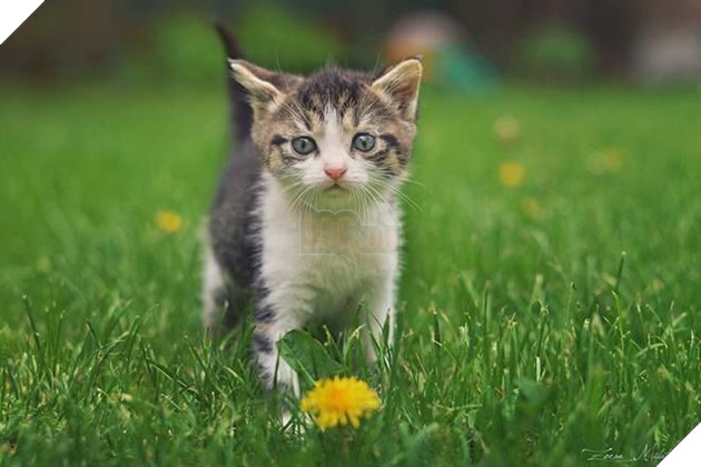 Những bí mật 'động trời' của loài mèo không phải ai cũng biết, #5 khó để tin Những bí mật 'động trời' của loài mèo không phải ai cũng biết, #5 khó để tin