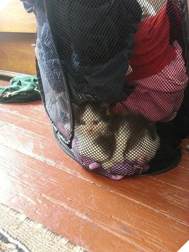 
"Cứu em với mọi người ơi huhu"