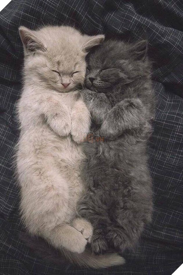 
"Đông rồi ôm nhau ngủ cho ấm nào!"