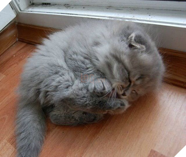 
"Tui là cục bông nha chứ hổng phải mèo đâu"