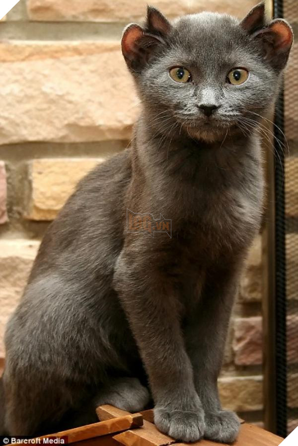 prnnmdfvoflc 4919 700