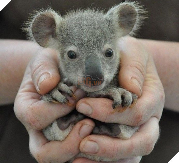 Chú koala baby đáng yêu cực kì
Chú koala baby đáng yêu cực kì