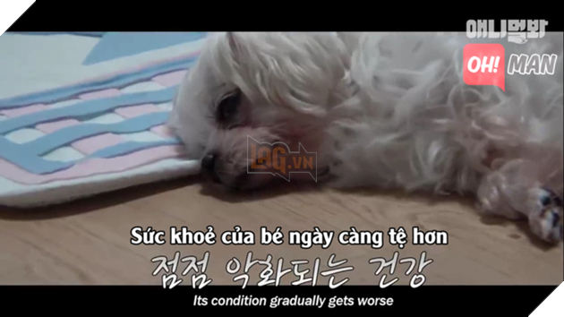 Chết cười bé cún 'diễn sâu', giả vờ mắc bệnh hiểm nghèo để được chủ dẫn đi chơi Chết cười bé cún 'diễn sâu', giả vờ mắc bệnh hiểm nghèo để được chủ dẫn đi chơi