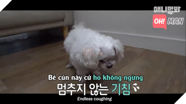Chết cười bé cún 'diễn sâu', giả vờ mắc bệnh hiểm nghèo để được chủ dẫn đi chơi Chết cười bé cún 'diễn sâu', giả vờ mắc bệnh hiểm nghèo để được chủ dẫn đi chơi