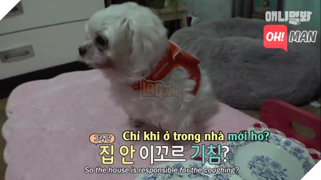 Chết cười bé cún 'diễn sâu', giả vờ mắc bệnh hiểm nghèo để được chủ dẫn đi chơi Chết cười bé cún 'diễn sâu', giả vờ mắc bệnh hiểm nghèo để được chủ dẫn đi chơi