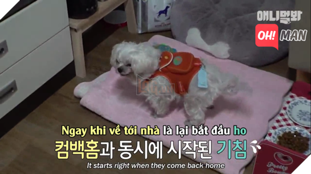 Nhưng khi vừa về tới nhà thì Dorong lại bắt đầu ho liên tục khiến cô chủ rất lo lắng.
Nhưng khi vừa về tới nhà thì Dorong lại bắt đầu ho liên tục khiến cô chủ rất lo lắng.