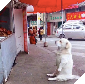 Chu cho beo voi chan tay ngan cun coi ngoi bet lam nung xin an khien ai cung phai bat cuoi Chú chó béo với chân tay ngắn cũn cỡi ngồi bệt làm nũng xin ăn khiến ai cũng phải bật cười