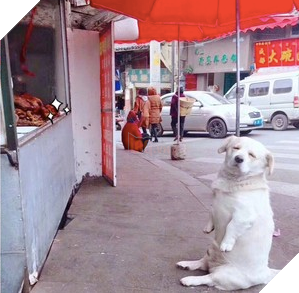 Chu cho beo voi chan tay ngan cun coi ngoi bet lam nung xin an khien ai cung phai bat cuoi 2 Chú chó béo với chân tay ngắn cũn cỡi ngồi bệt làm nũng xin ăn khiến ai cũng phải bật cười 2