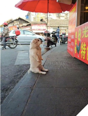 Chu cho beo voi chan tay ngan cun coi ngoi bet lam nung xin an khien ai cung phai bat cuoi 3 Chú chó béo với chân tay ngắn cũn cỡi ngồi bệt làm nũng xin ăn khiến ai cũng phải bật cười 3