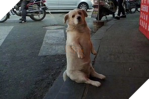 Chu cho beo voi chan tay ngan cun coi ngoi bet lam nung xin an khien ai cung phai bat cuoi 4 Chú chó béo với chân tay ngắn cũn cỡi ngồi bệt làm nũng xin ăn khiến ai cũng phải bật cười 4