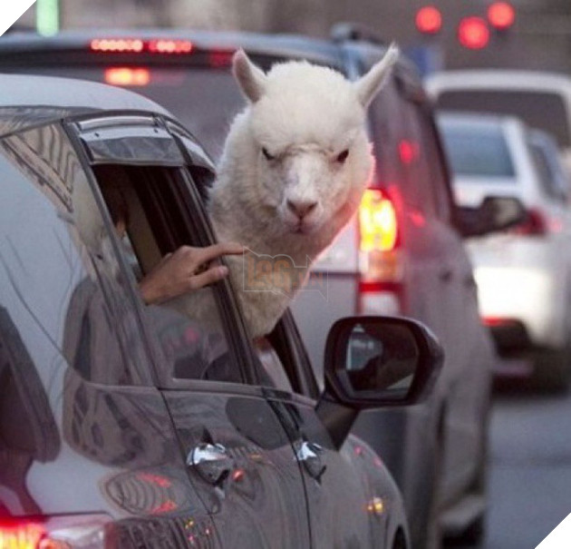 [Vui] Những bức ảnh phi logic khiến bạn cứ ngỡ mình bị hoa mắt - Ảnh 12.