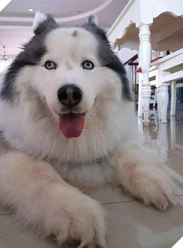 Chu cho pha dao the gioi ao vi da chan ngan lai con bi hoi Chú chó phá đảo thế giới ảo vì đã chân ngắn lại còn bị hói