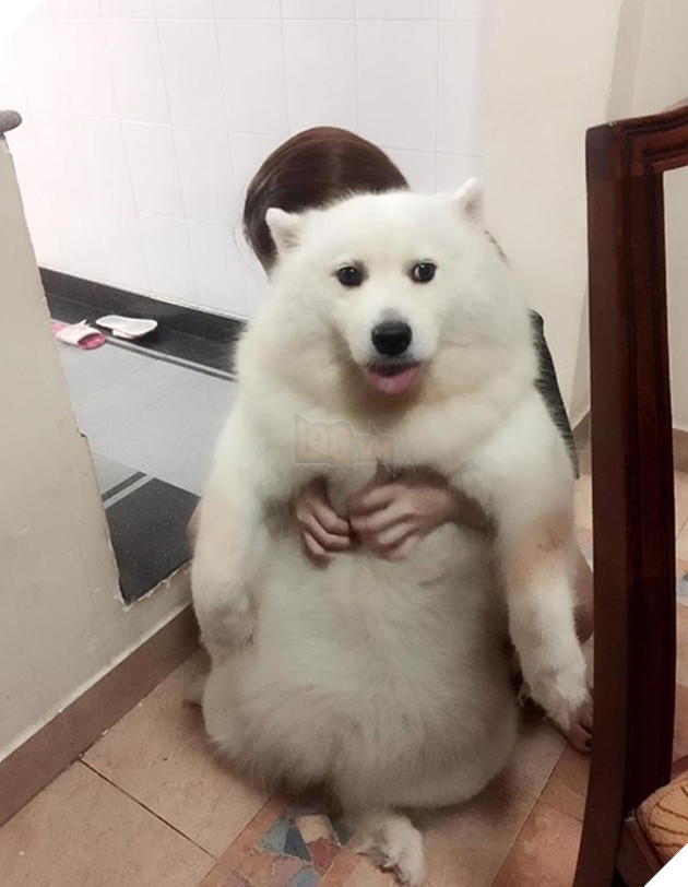 Chu cho pha dao the gioi ao vi da chan ngan lai con bi hoi 7 Chú chó phá đảo thế giới ảo vì đã chân ngắn lại còn bị hói 7
