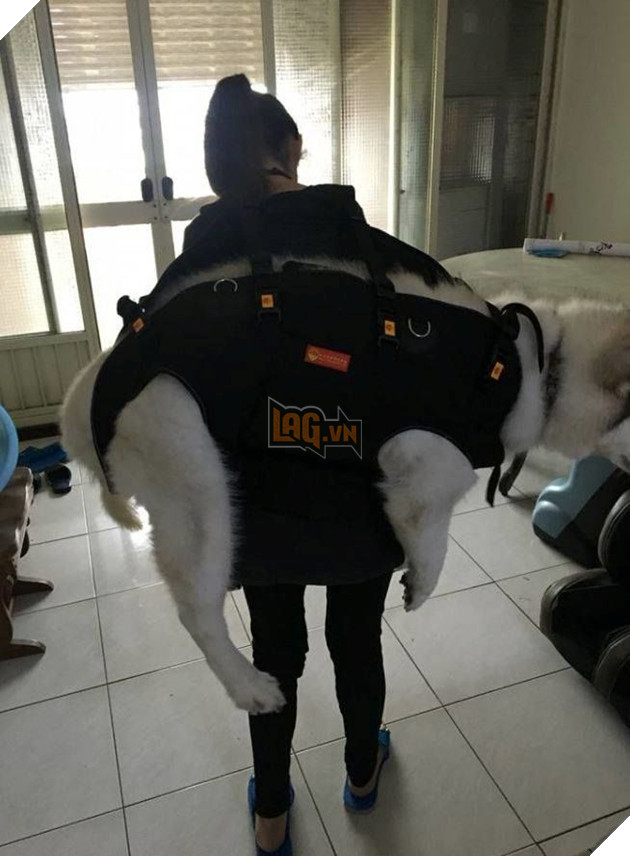 Chu cho Momo nang 32kg ngay nao cung duoc cong len xuong cau thang va su that 5 Chú chó Momo nặng 32kg ngày nào cũng được cõng lên xuống cầu thang và sự thật 5