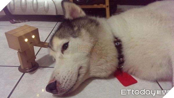 Chu cho Momo nang 32kg ngay nao cung duoc cong len xuong cau thang va su that 8 Chú chó Momo nặng 32kg ngày nào cũng được cõng lên xuống cầu thang và sự thật 8