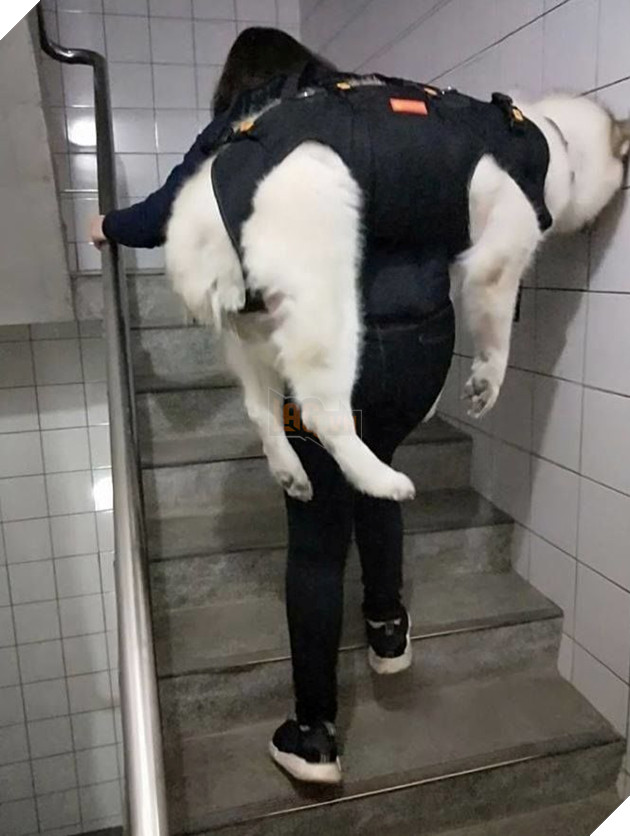 Chu cho Momo nang 32kg ngay nao cung duoc cong len xuong cau thang va su that 2 Chú chó Momo nặng 32kg ngày nào cũng được cõng lên xuống cầu thang và sự thật 2