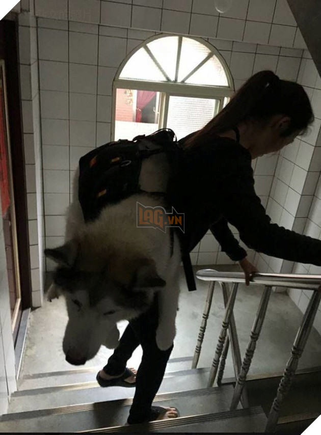 Chu cho Momo nang 32kg ngay nao cung duoc cong len xuong cau thang va su that 3 Chú chó Momo nặng 32kg ngày nào cũng được cõng lên xuống cầu thang và sự thật 3