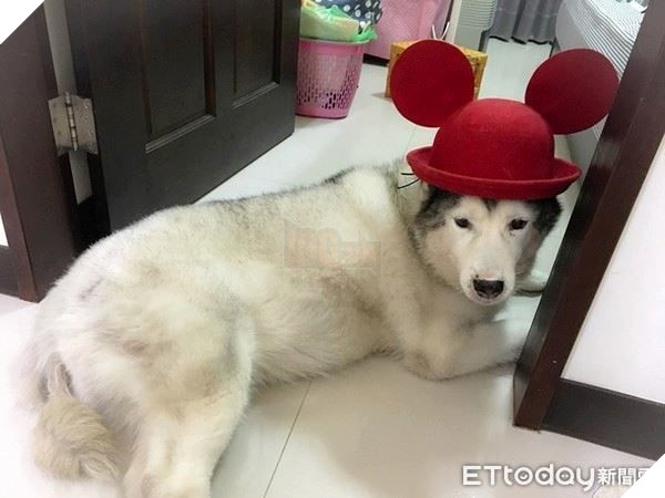 Chu cho Momo nang 32kg ngay nao cung duoc cong len xuong cau thang va su that 7 Chú chó Momo nặng 32kg ngày nào cũng được cõng lên xuống cầu thang và sự thật 7