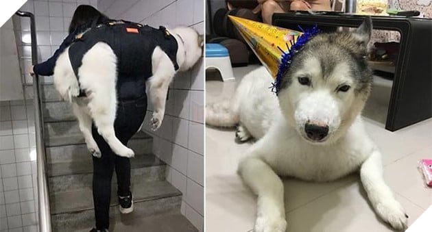 Chu cho Momo nang 32kg ngay nao cung duoc cong len xuong cau thang va su that Chú chó Momo nặng 32kg ngày nào cũng được cõng lên xuống cầu thang và sự thật