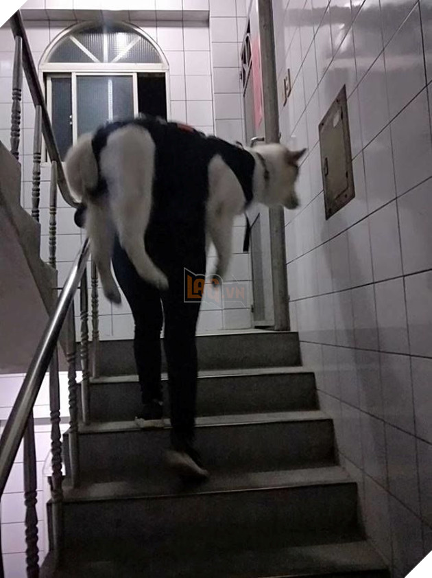 Chu cho Momo nang 32kg ngay nao cung duoc cong len xuong cau thang va su that 4 Chú chó Momo nặng 32kg ngày nào cũng được cõng lên xuống cầu thang và sự thật 4