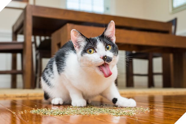 Có vẻ biểu hiện chung khi thử cỏ catnip là cứ phải lè lưỡi mới chịu.
Có vẻ biểu hiện chung khi thử cỏ catnip là cứ phải lè lưỡi mới chịu.