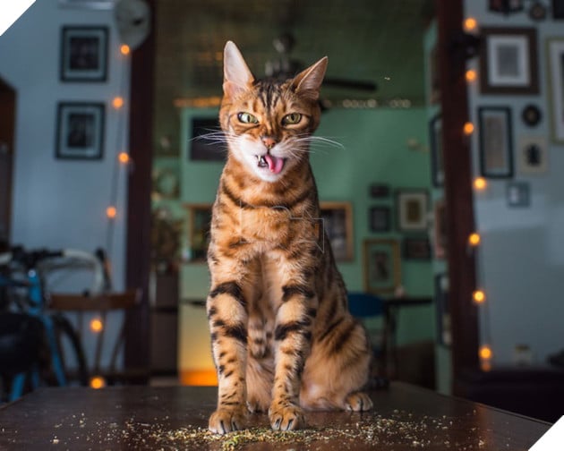 Tôi vẫn còn đứng vững lắm, đừng có mà khinh thường tôi, bấy nhiêu thì nhằm nhò gì.
Tôi vẫn còn đứng vững lắm, đừng có mà khinh thường tôi, bấy nhiêu thì nhằm nhò gì.