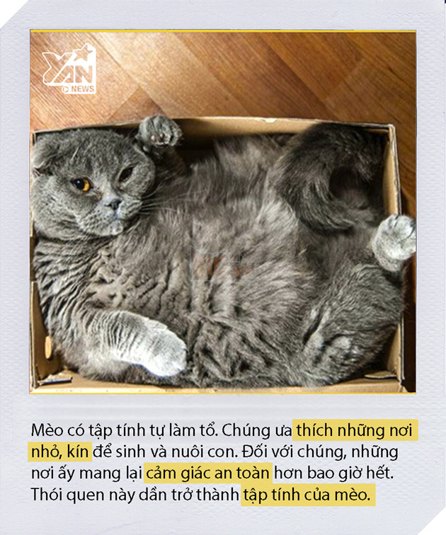 Dán băng dính thành hình vuông xuống sàn và mèo nhảy vội vào đó nằm ngoan, chuyện gì vậy? Dán băng dính thành hình vuông xuống sàn và mèo nhảy vội vào đó nằm ngoan, chuyện gì vậy?