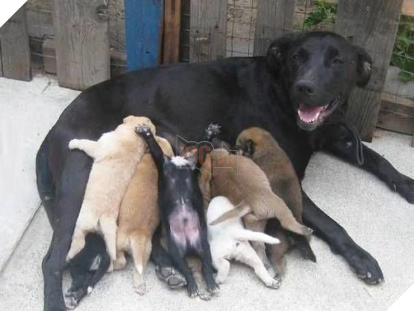 Một là ngủ, hai là bú sữa. Không có vụ vừa ngủ vừa bú ở đây nhé!
Một là ngủ, hai là bú sữa. Không có vụ vừa ngủ vừa bú ở đây nhé!