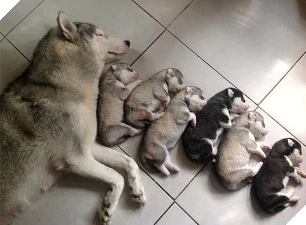 Nhìn đứa nào ngủ cũng dễ thương hết. Boss biết dạy con đó.
Nhìn đứa nào ngủ cũng dễ thương hết. Boss biết dạy con đó.