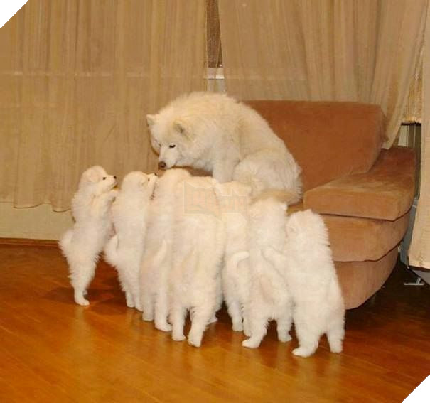 Làm gì còn sữa mà đòi bú? Để tao đi ăn mới có sữa cho tụi mày bú!
Làm gì còn sữa mà đòi bú? Để tao đi ăn mới có sữa cho tụi mày bú!