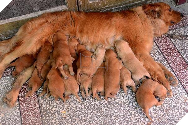 Đẻ cho lắm vô, nhìn cái mặt bất lực chưa kìa. Nhắm nuôi nổi không mà đẻ lắm vậy Boss?
Đẻ cho lắm vô, nhìn cái mặt bất lực chưa kìa. Nhắm nuôi nổi không mà đẻ lắm vậy Boss?
