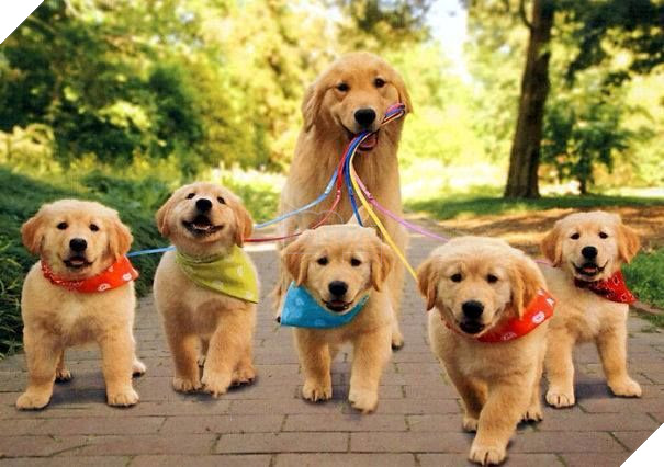 Con ai người đó tự dắt, Sen không dắt hộ đâu.
Con ai người đó tự dắt, Sen không dắt hộ đâu.