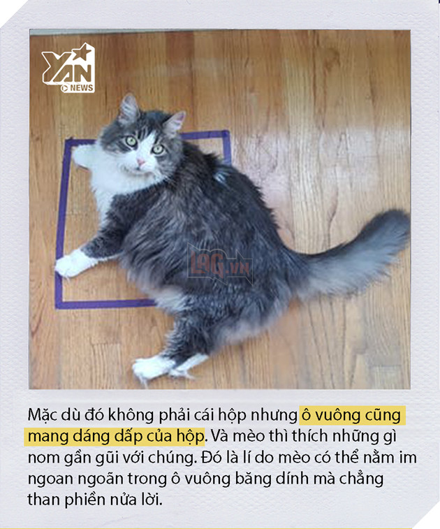Dán băng dính thành hình vuông xuống sàn và mèo nhảy vội vào đó nằm ngoan, chuyện gì vậy? Dán băng dính thành hình vuông xuống sàn và mèo nhảy vội vào đó nằm ngoan, chuyện gì vậy?