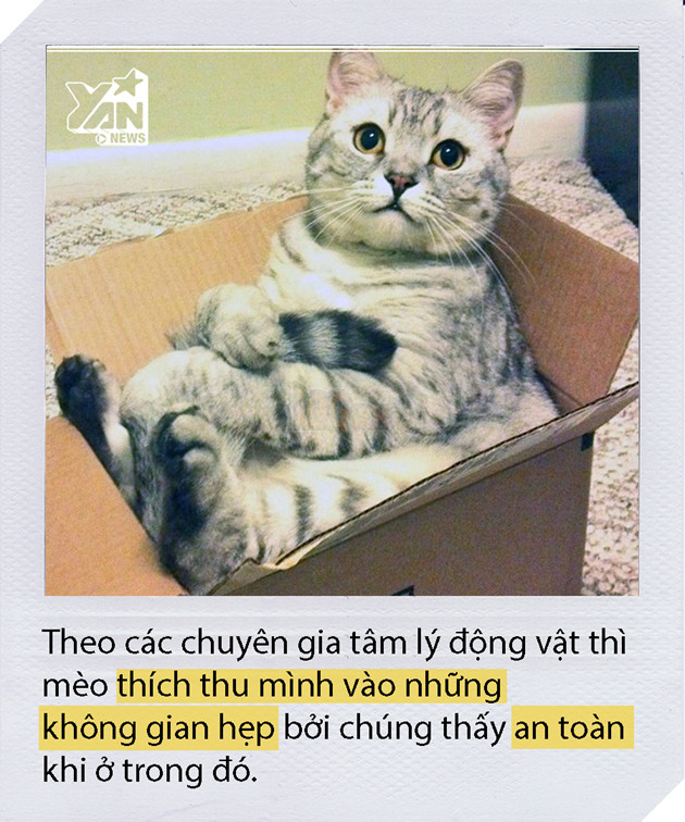 Dán băng dính thành hình vuông xuống sàn và mèo nhảy vội vào đó nằm ngoan, chuyện gì vậy? Dán băng dính thành hình vuông xuống sàn và mèo nhảy vội vào đó nằm ngoan, chuyện gì vậy?