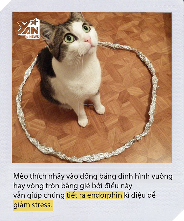 Dán băng dính thành hình vuông xuống sàn và mèo nhảy vội vào đó nằm ngoan, chuyện gì vậy? Dán băng dính thành hình vuông xuống sàn và mèo nhảy vội vào đó nằm ngoan, chuyện gì vậy?