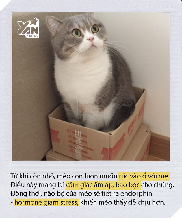 Dán băng dính thành hình vuông xuống sàn và mèo nhảy vội vào đó nằm ngoan, chuyện gì vậy? Dán băng dính thành hình vuông xuống sàn và mèo nhảy vội vào đó nằm ngoan, chuyện gì vậy?