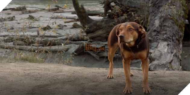 A Dogs Way Home: Không dừng lại ở câu chuyện cảm động mà còn là tình người trong loài chó - Ảnh 1. A Dogs Way Home: Không dừng lại ở câu chuyện cảm động mà còn là tình người trong loài chó - Ảnh 1.