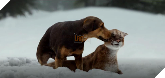 A Dogs Way Home: Không dừng lại ở câu chuyện cảm động mà còn là tình người trong loài chó - Ảnh 2. A Dogs Way Home: Không dừng lại ở câu chuyện cảm động mà còn là tình người trong loài chó - Ảnh 2.