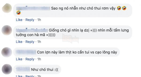 'Boss' bi 'sen' bat mac do ngu reu rao khap noi, cong dong mang thac mac: La cho hay heo? 10 2