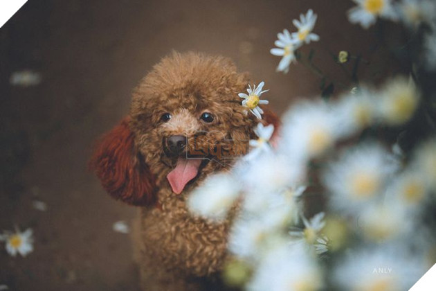 Nhìn xa xăm để nghĩ về màu đời nhưng chỉ thấy 1 màu cúc họa mi.
Nhìn xa xăm để nghĩ về màu đời nhưng chỉ thấy 1 màu cúc họa mi.