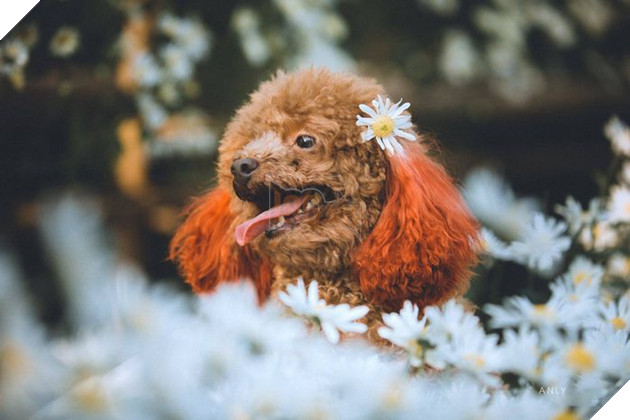 Trông chú Poodle này cũng đâu kém phần dịu dàng, nữ tính.
Trông chú Poodle này cũng đâu kém phần dịu dàng, nữ tính.