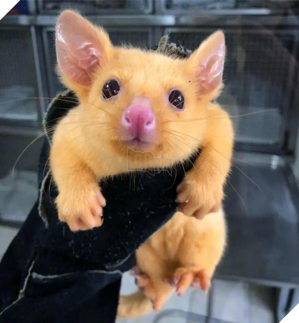 lost bird chon opossum long vang giong pikachu 1