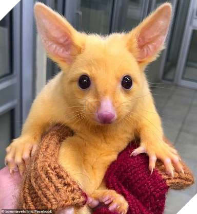 lost bird chon opossum long vang giong pikachu 2