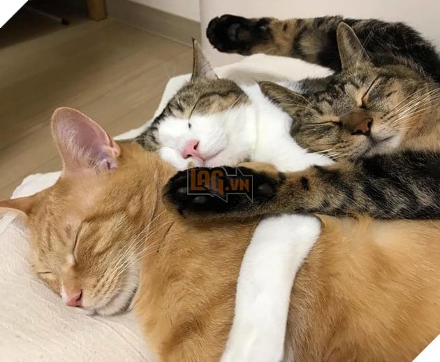 Mỏi lắm, ôm nhau nhưng vẫn phải đúng thứ tự.
Mỏi lắm, ôm nhau nhưng vẫn phải đúng thứ tự.
